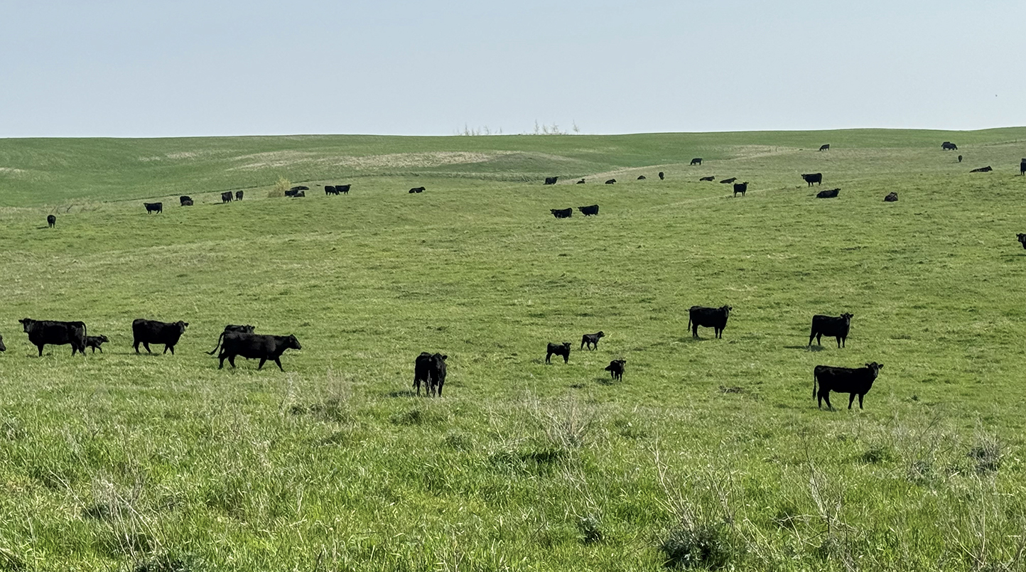 AgSpire Partners with SDSU & Others to Advance Resilience on Cattle Ranches 