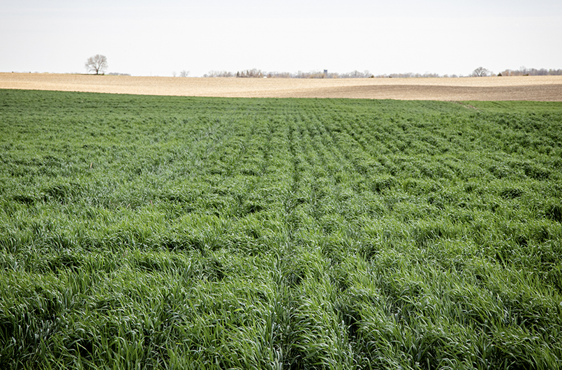 Impacts of Cover Crops on Water Quantity in the Soil